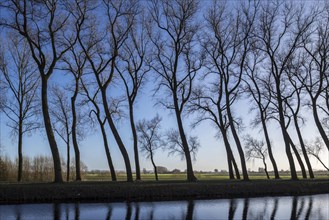 Silhouettes of leaning poplar trees on the edge of the Damse Vaart canal in winter near Damme