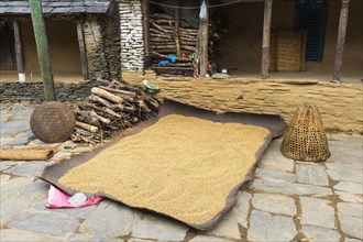 Rice drying on the ground