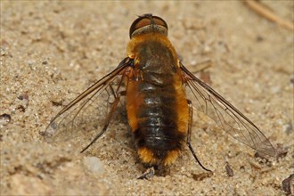 Hottentot fly
