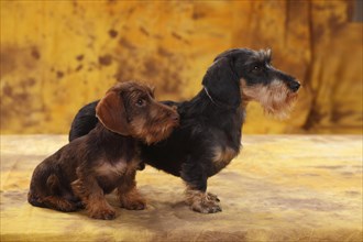 Dwarf greyhound dachshund
