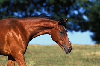 ARABIAN HORSE