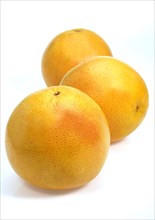 Citrus paradisi