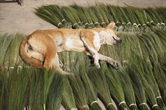 Dog sleeping on tiger grass for broom making