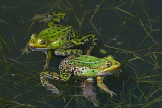 Two edible frogs