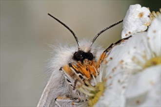 Moss Rubber Moth