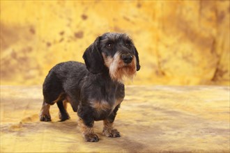 Dwarf grey haired dachshund