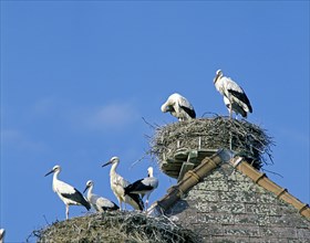 White stork