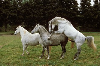 LIPIZZAN HORSE