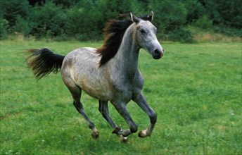 Shagya horse
