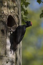 Black Woodpecker