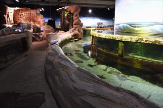 Pools and aquariums in the Sylt Aquarium