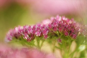 Blossoms of the Stonecrop