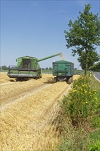Wheat harvest with combine harvester