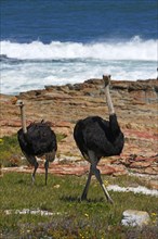South African ostriches