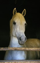 Lipizzaner horse