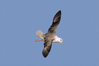 Northern fulmar