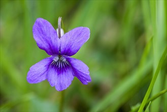 Flower of the Wood violet