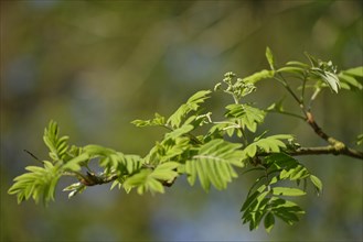 Freshly sprouted leaves