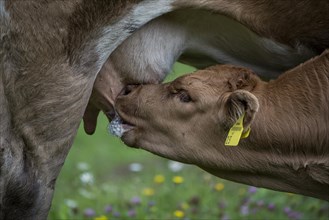 Suckling calf on meadow