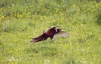 Common Pheasant
