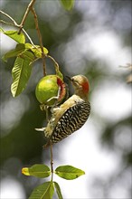 Red crowned woodpecker