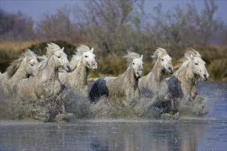 CAMARGUE HORSE