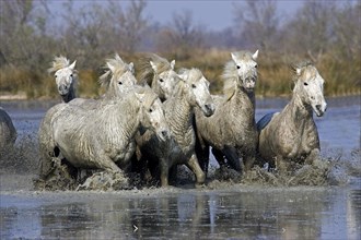 CAMARGUE HORSE