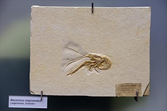Fossilisation of a long arm crab
