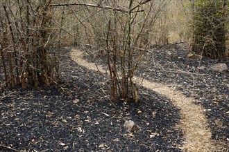Path through forest after burning dry grass