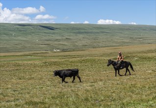 Kyrgyz horsemen leading an ox