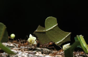 Leaf Cutter Ant