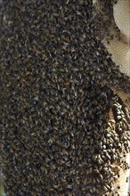 Wild bee swarm