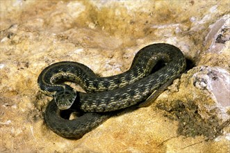 GELACKED Checkered garter snake
