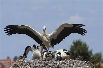 Young and adult white stork in nest