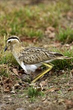 Double striped thick knee