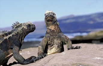 Galapagos Sea Iguana