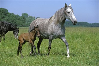 LUSITANO HORSE