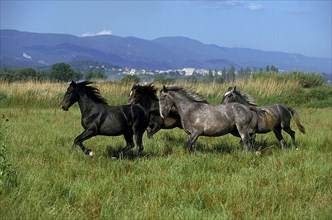 LIPIZZAN HORSE