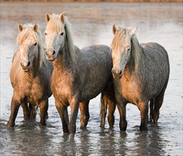 CAMARGUE HORSE