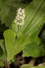 Two-leaved shade flower