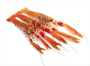 DUBLIN BAY PRAWN OR NORWAY LOBSTER OR SCAMPI ephrops norvegicus ON A WHITE BACKGROUND