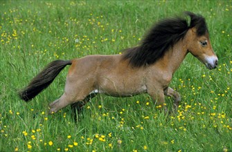 American miniature horse