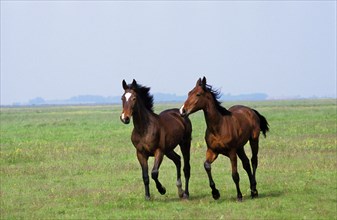 Nonius horses in Puszta