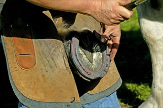 Farrier with Percheron horse hammering a nail into the horse's newly fitted horseshoe