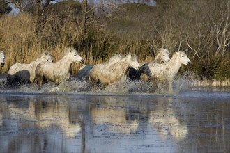 CAMARGUE HORSE