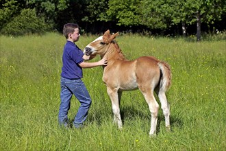 BOY WITH A NORMAN COB'S FOAL