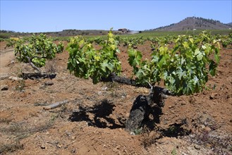 Old vines in the Orotava Valley
