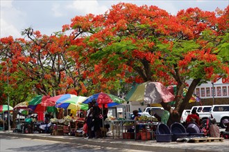 Street with market and flame trees