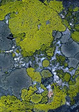 Map Lichen