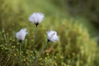 Bristle-shaped seed heads of common cottongrass